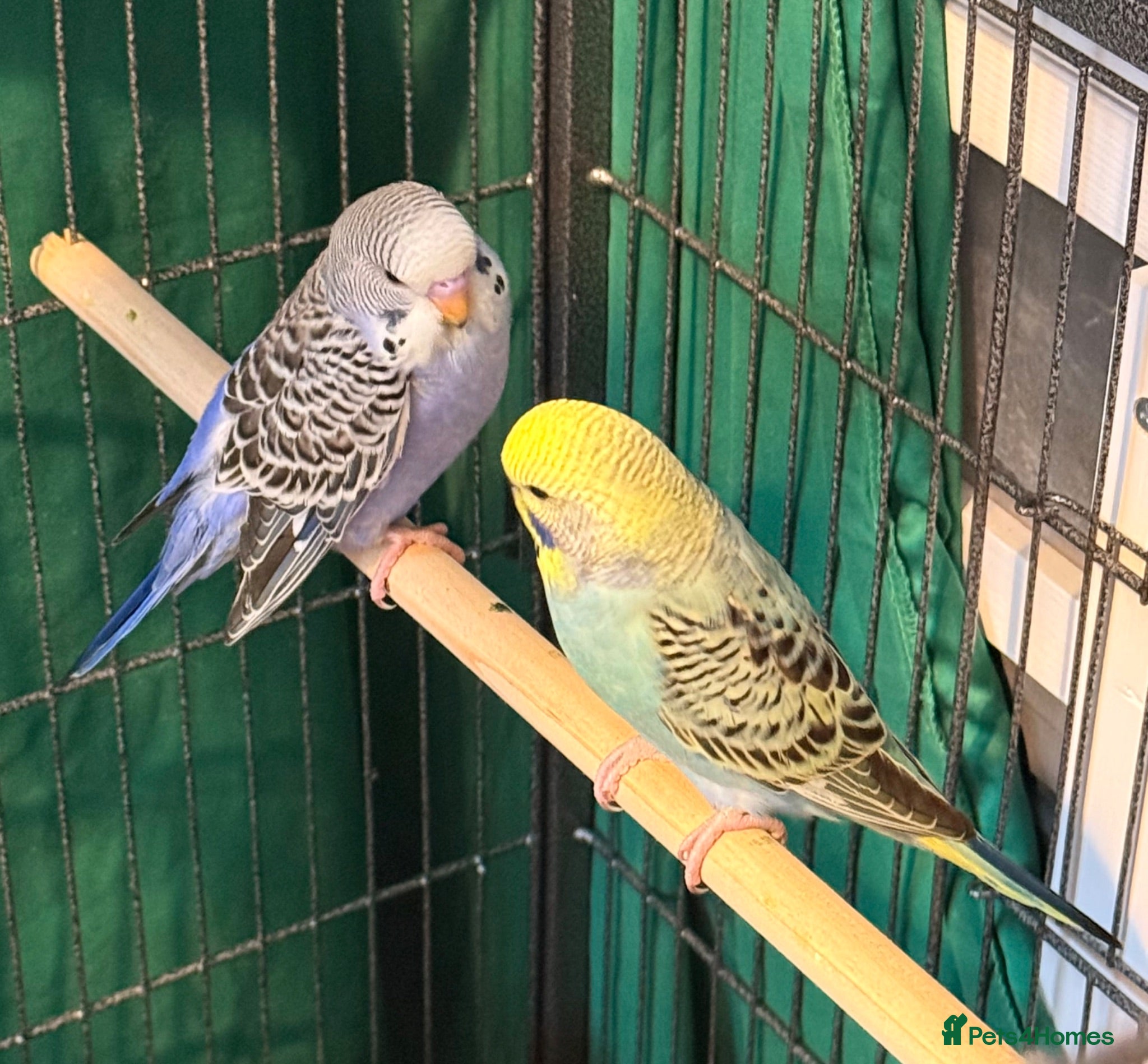 Budgerigars birds 8 week old baby budgies available in Runcorn - Advert 1