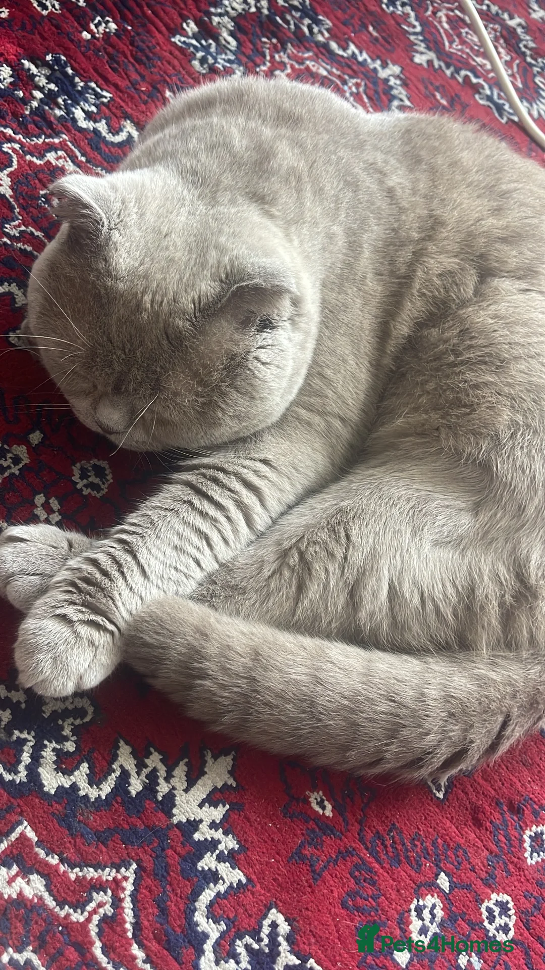 British Shorthair cats for sale: British shorthair Scottish fold mix in Sheffield - Advert 2