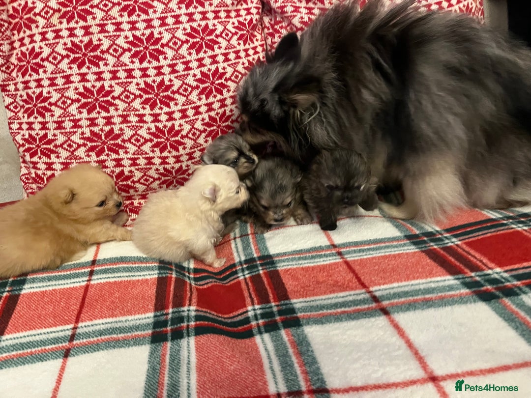 Pomeranian dogs for sale: Stunning Pomeranian puppys - Advert 14