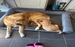 Golden Retriever dogs for sale: Golden retriever puppy - Image 4