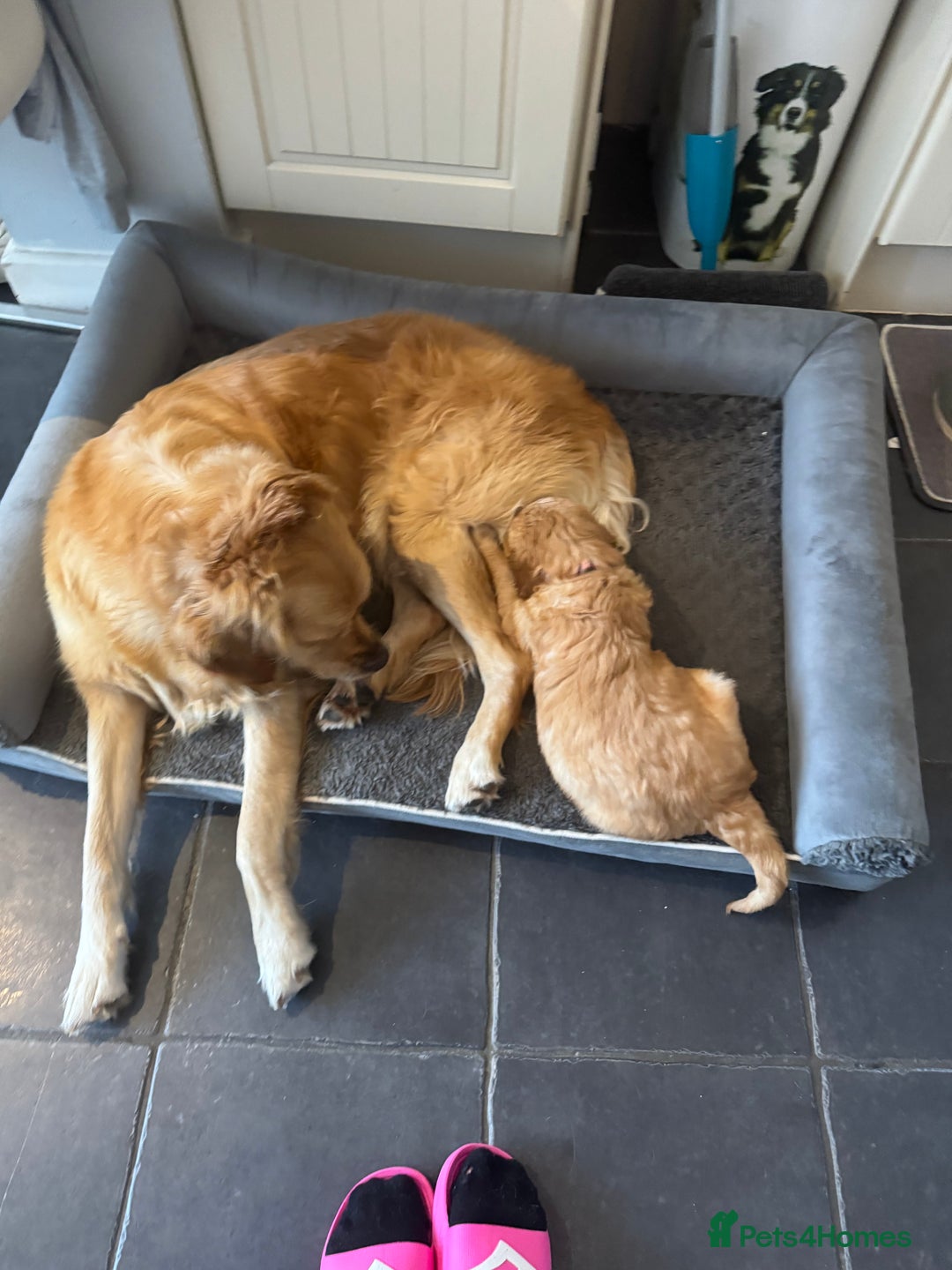 Golden Retriever dogs for sale: Golden retriever puppy - Image 4