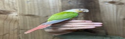 Conures birds for sale: Baby Pineapple conure  - Advert 6