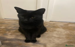 Domestic Shorthair cats for sale: 2 cats (nearly 1 year old)  - Image 6