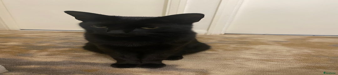 Domestic Shorthair cat