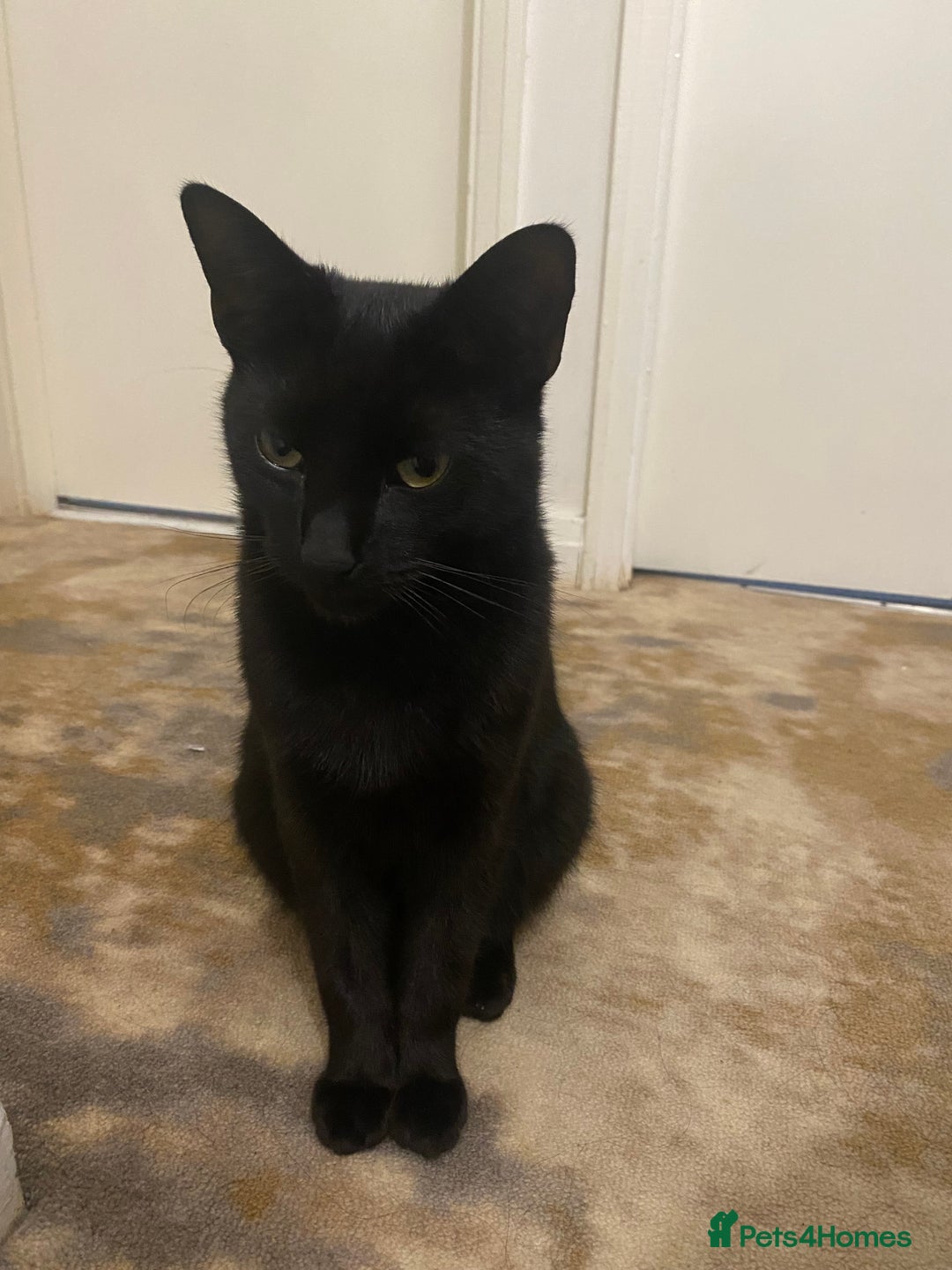 Domestic Shorthair cats for sale: 2 cats (nearly 1 year old)  - Image 6