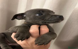 Staffordshire Bull Terrier dogs for sale: Stunning pure blue staffies - Image 26