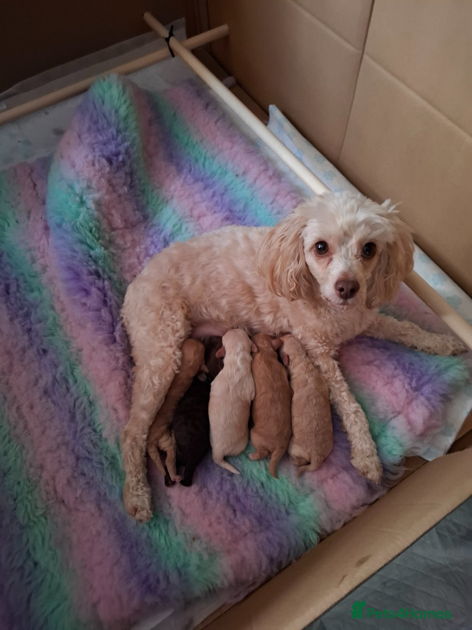 Cavapoo dogs Beautiful cavapoo - Advert 4