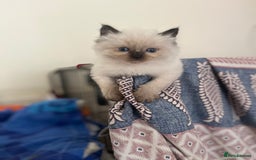 Ragdoll cats for sale: Beautiful pure breed Ragdoll kittens  - Advert 4