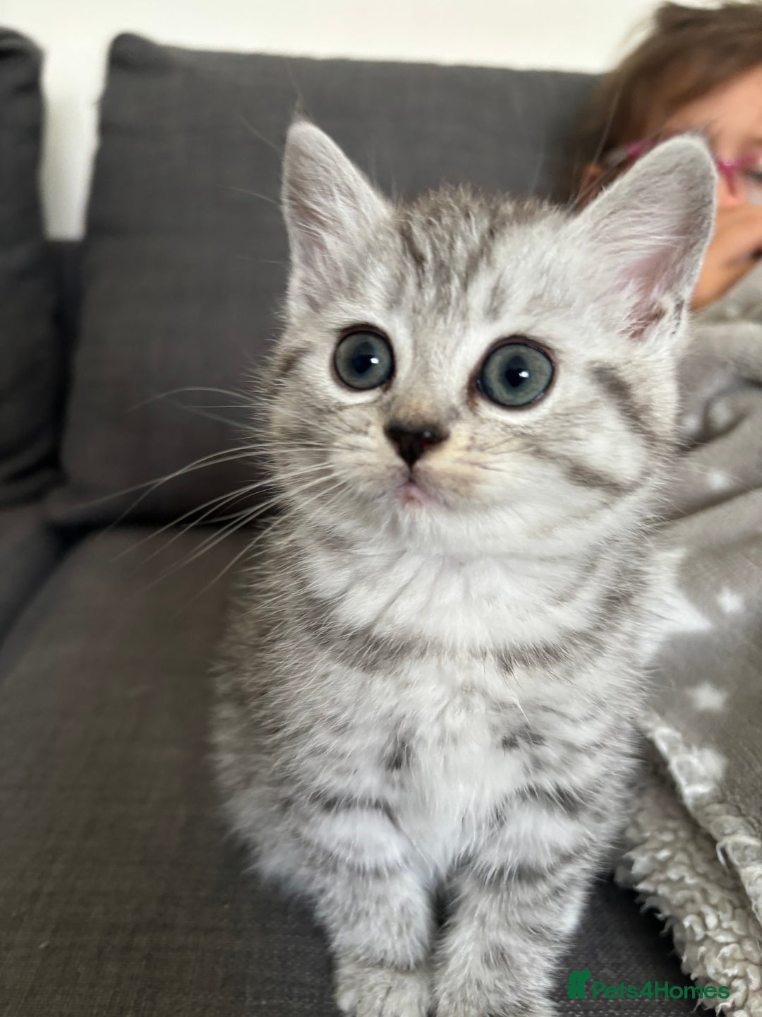 Mixed Breed cats for sale: Persian Chinchilla and British Shorthair  - Image 10