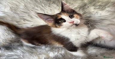 Maine Coon cats - Advert 3