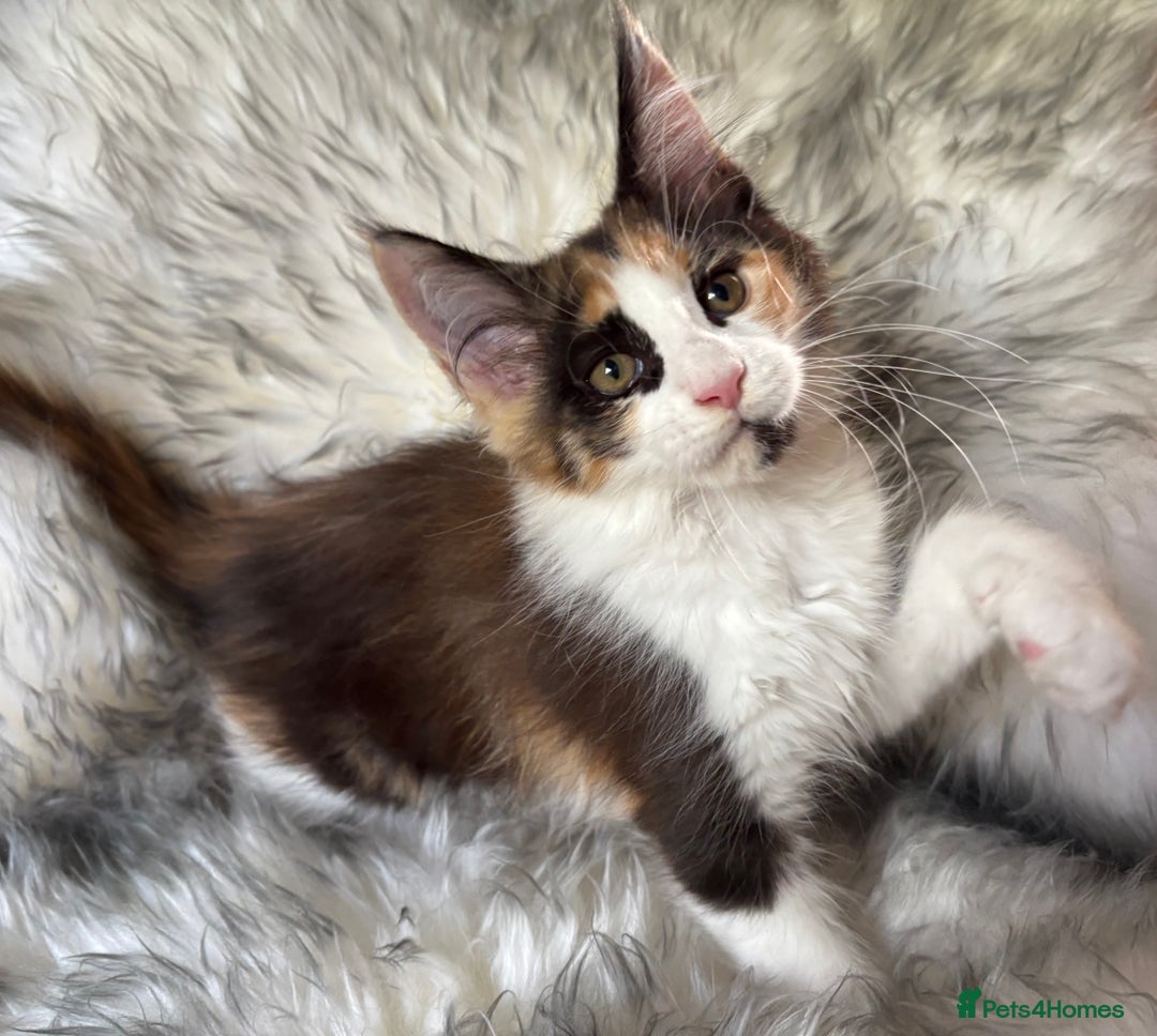 Maine Coon cats for sale: Maine Coon Kittens ❤️ GCCF and TICA registered  - Image 3