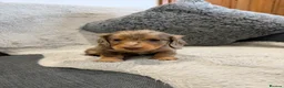Dachshund dogs for sale: Long-haired miniature daschund pups for sale  - Advert 13