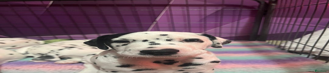 Dalmatian Puppy 1