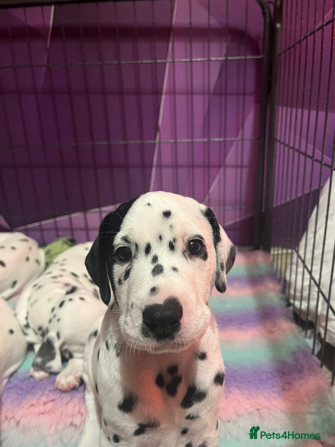 Dalmatian dogs for sale: Dalmatian puppies for sale  - Image 6