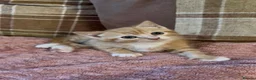 Mixed Breed cats for sale: 3 beautiful male kittens (dad is Persian)  - Advert 22