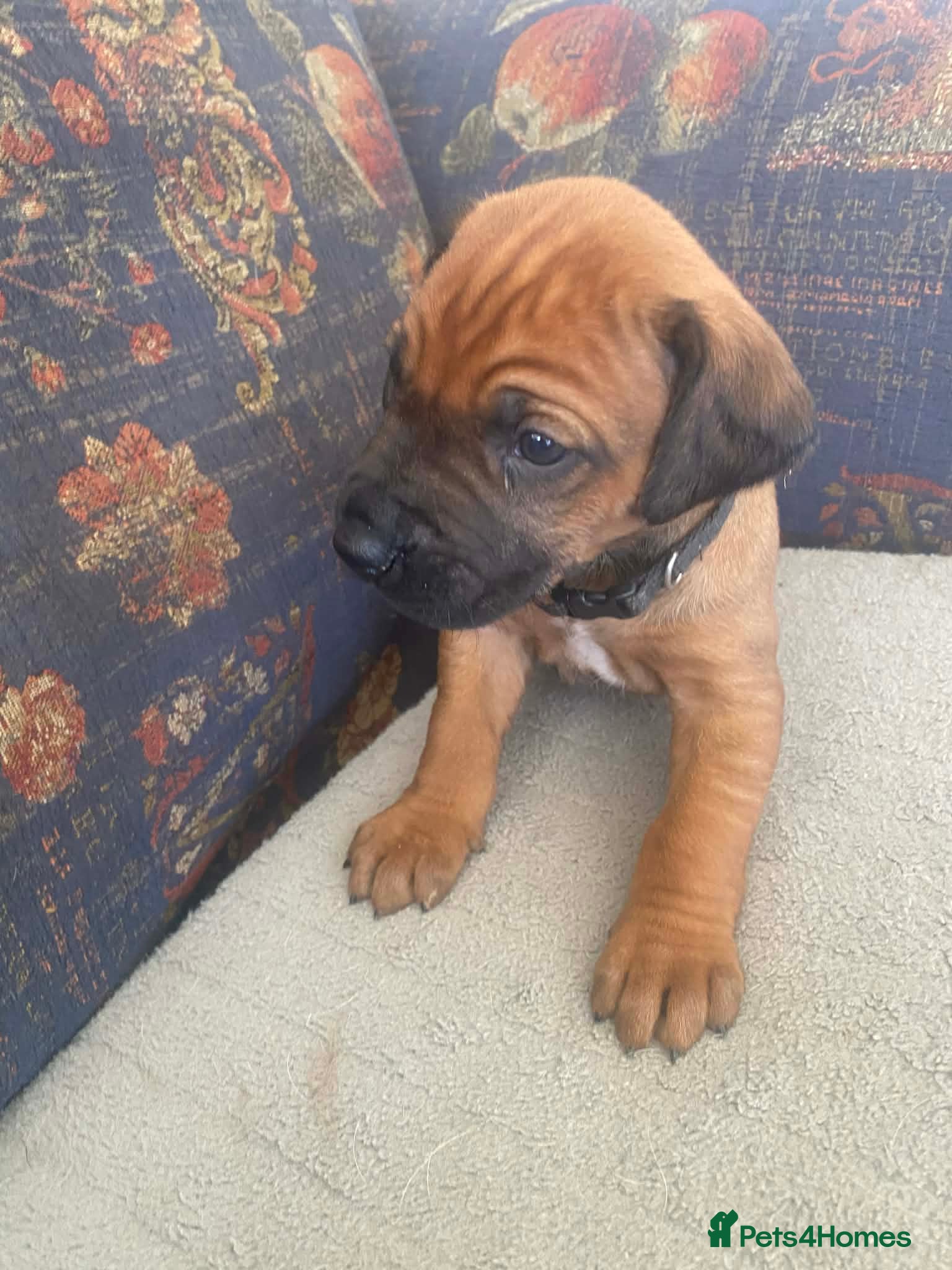 Rhodesian Ridgeback dogs KC reg Ridgeback puppies - Advert 2