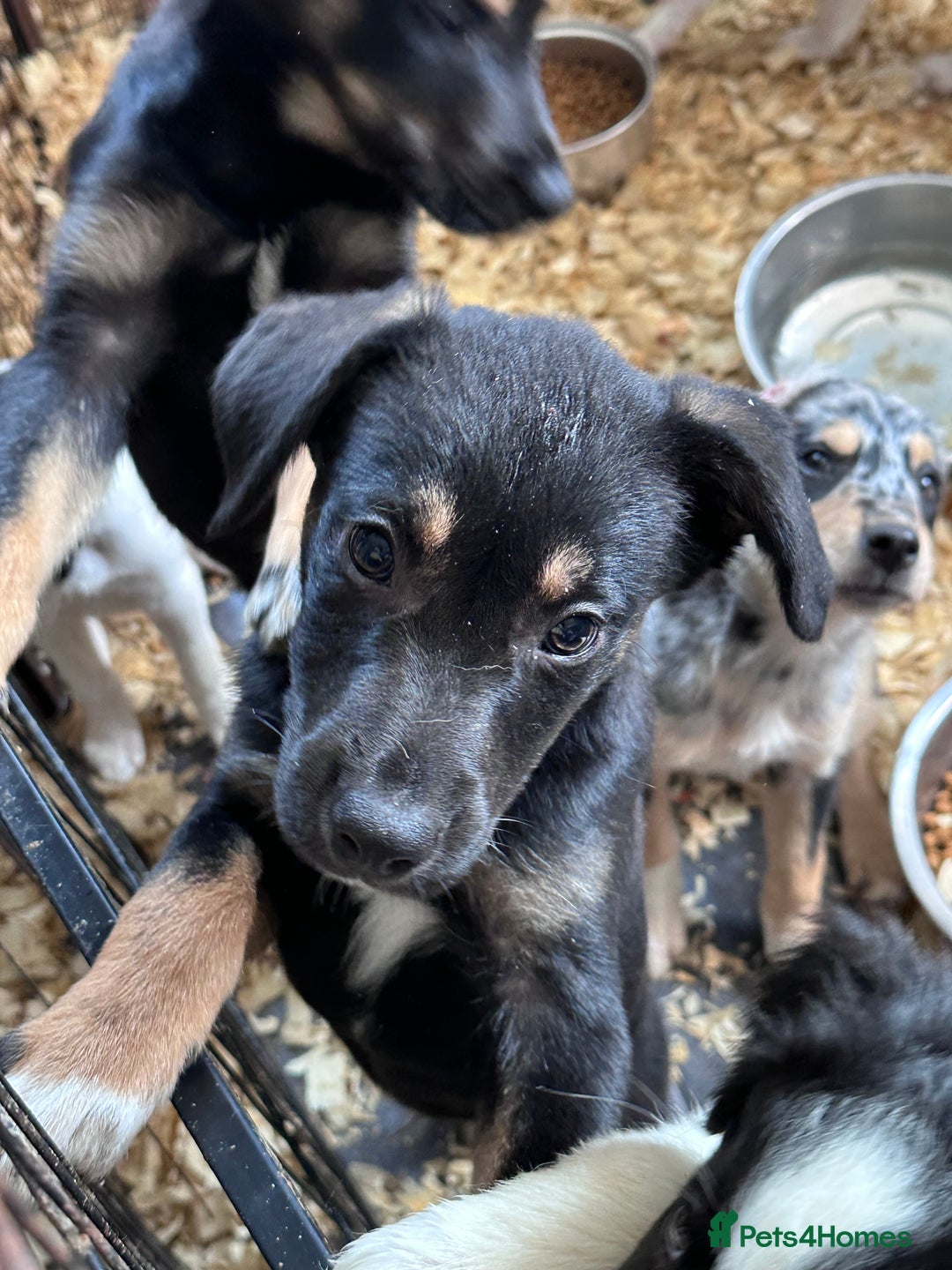 Mixed Breed dogs for sale: Kelpie x Border Collie pups available for new home - Image 8