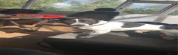 Jack Russell dogs for stud: Wynn  - Advert 3