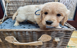 Golden Retriever dogs for sale: **LAST MALE** KC Reg Golden Retriever Puppies - Image 11