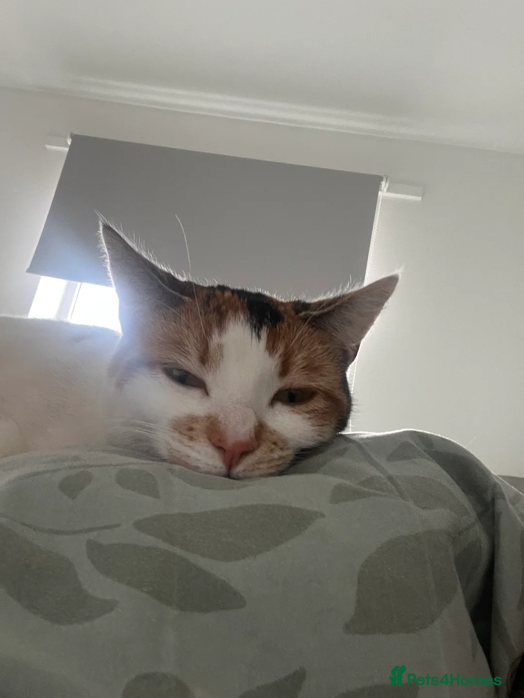 Mixed Breed cats for sale: 3 year old cat  in Telford - Advert 11