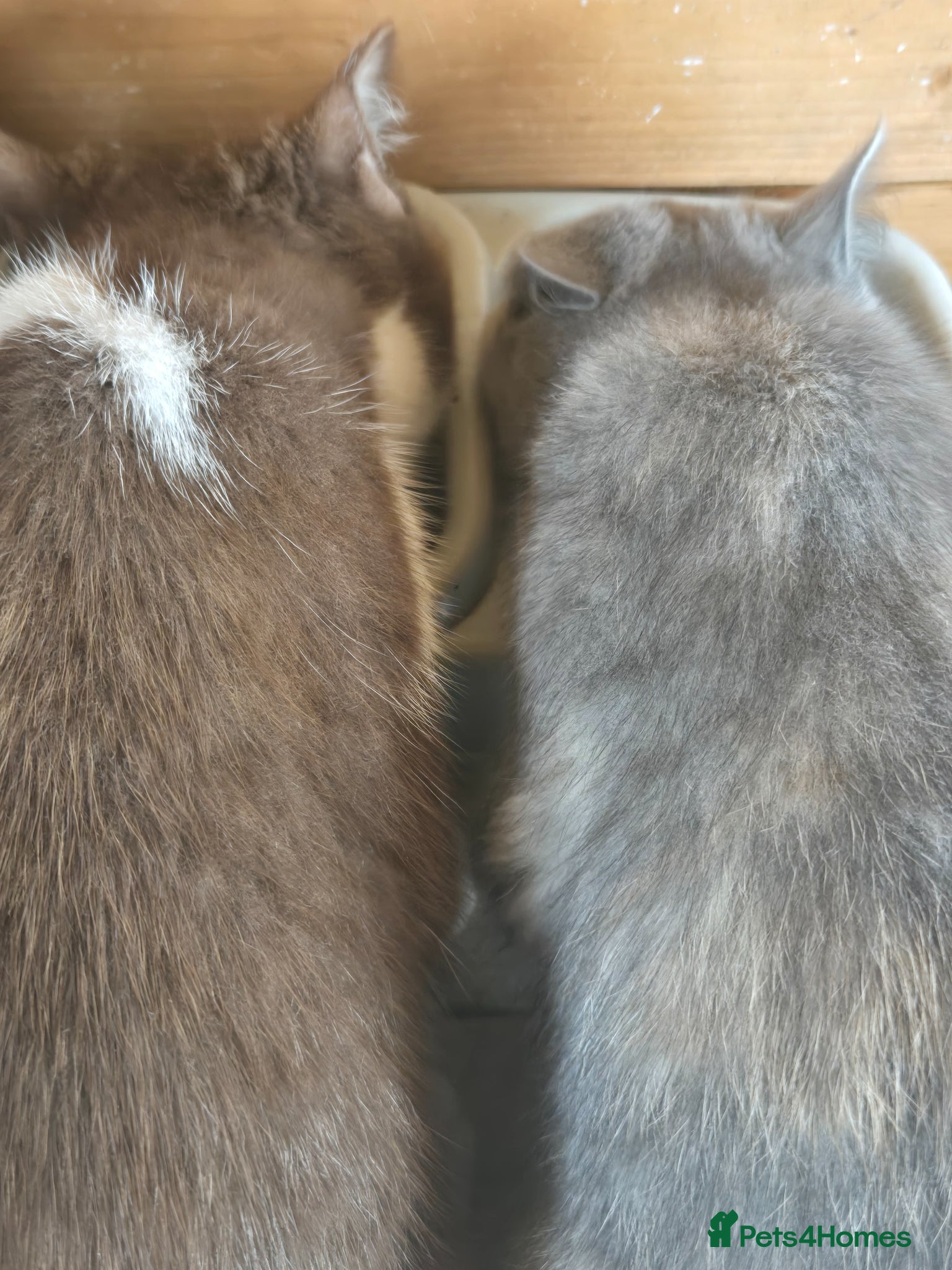 British Shorthair cats for sale: ❤️REDUCED TICA REG❤️ - Advert 7