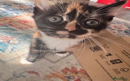 Mixed Breed cats for sale: 2 lovely female kittens  - Image 4