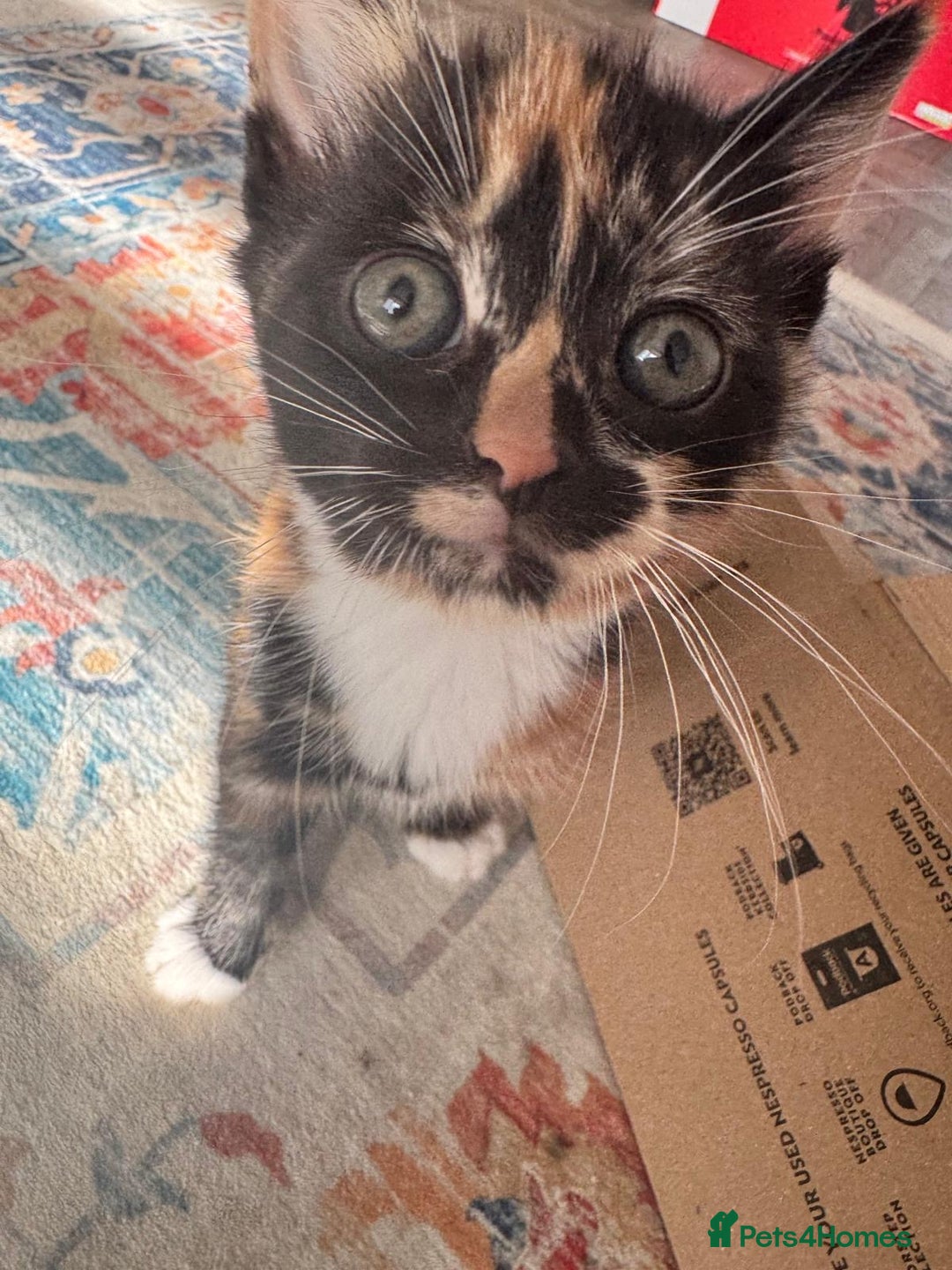 Mixed Breed cats for sale: 2 lovely female kittens  - Image 4