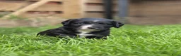 Mixed Breed dogs for sale: Field spaniel cross puppies kc Activity registered - Advert 19