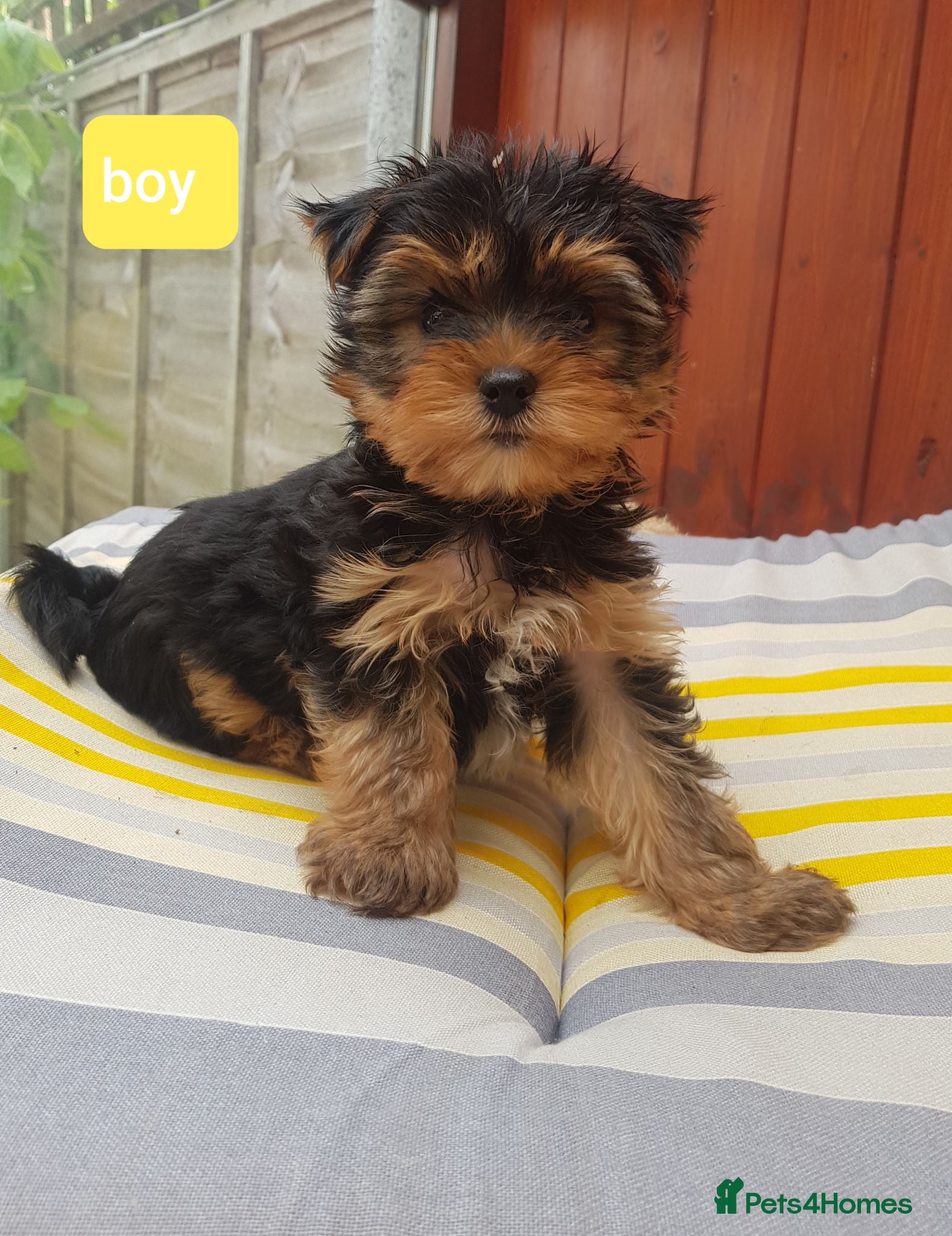 Yorkshire Terrier dogs Yorkshire terrier puppies 8 weeks old  - Advert 6