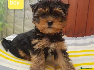 Yorkshire Terrier dogs Yorkshire terrier puppies 8 weeks old - Advert 9