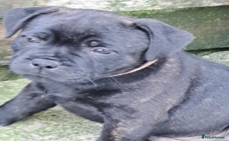 Staffordshire Bull Terrier dogs - Advert 11