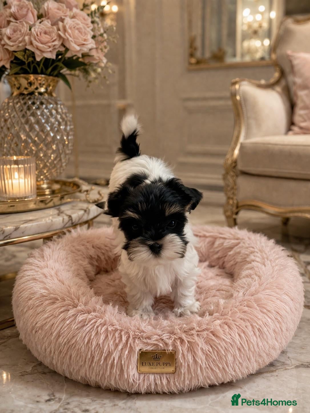 Biewer Terrier dogs for sale: Biewer Terrier  - Advert 1
