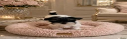 Biewer Terrier dogs for sale: Biewer Terrier  - Advert 3
