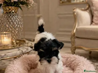 Biewer Terrier dogs for sale: Biewer Terrier - Advert 1
