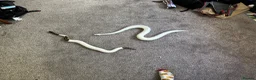 Python Snake reptiles for sale: Pied ball python  - Advert 6