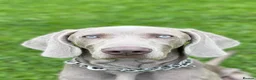 Weimaraner dogs for stud: Kobe-Horus – Silver-Grey Weimaraner - Stud in Leeds - Advert 4