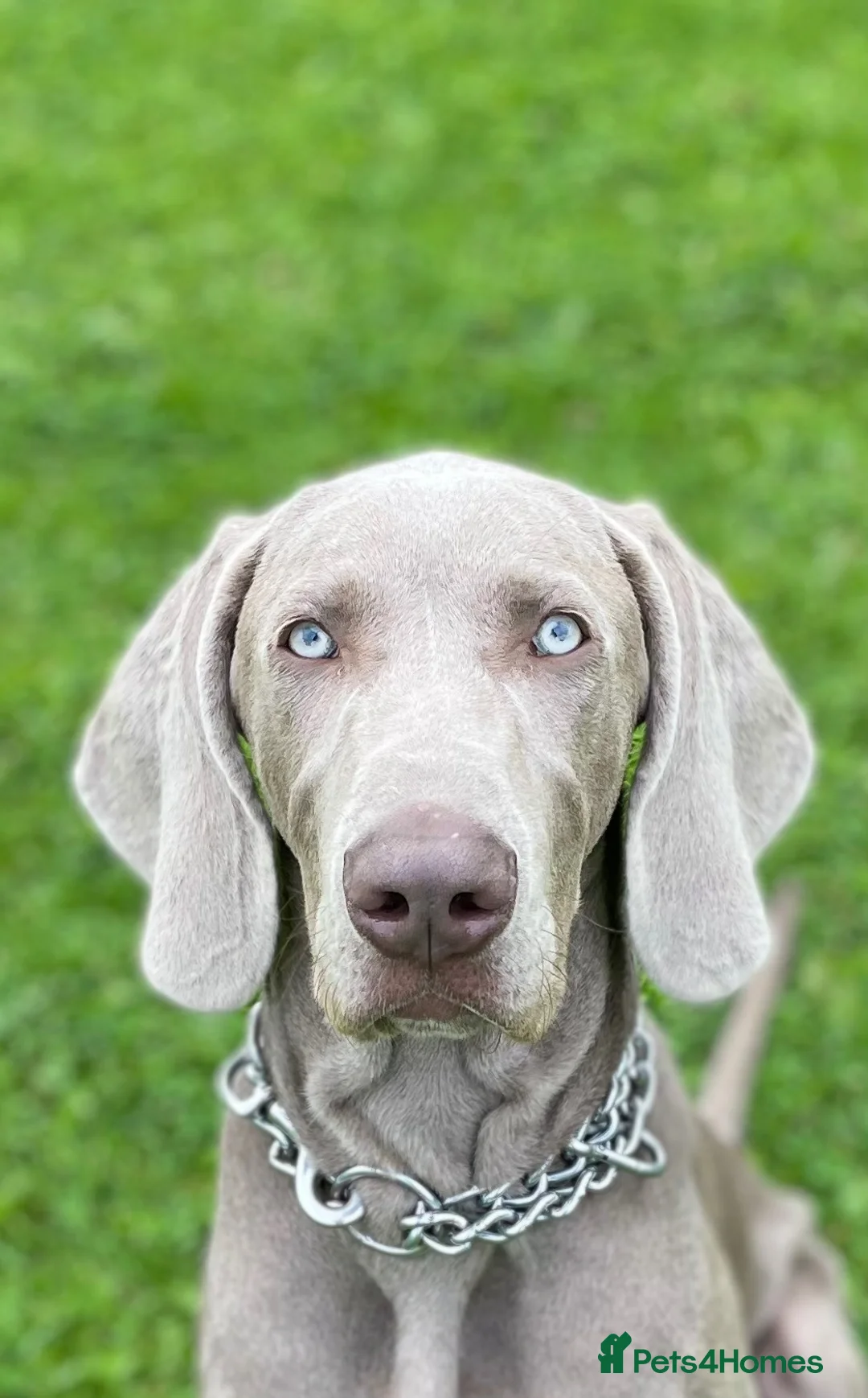 Weimaraner dogs for stud: Kobe-Horus – Silver-Grey Weimaraner - Stud in Leeds - Advert 4