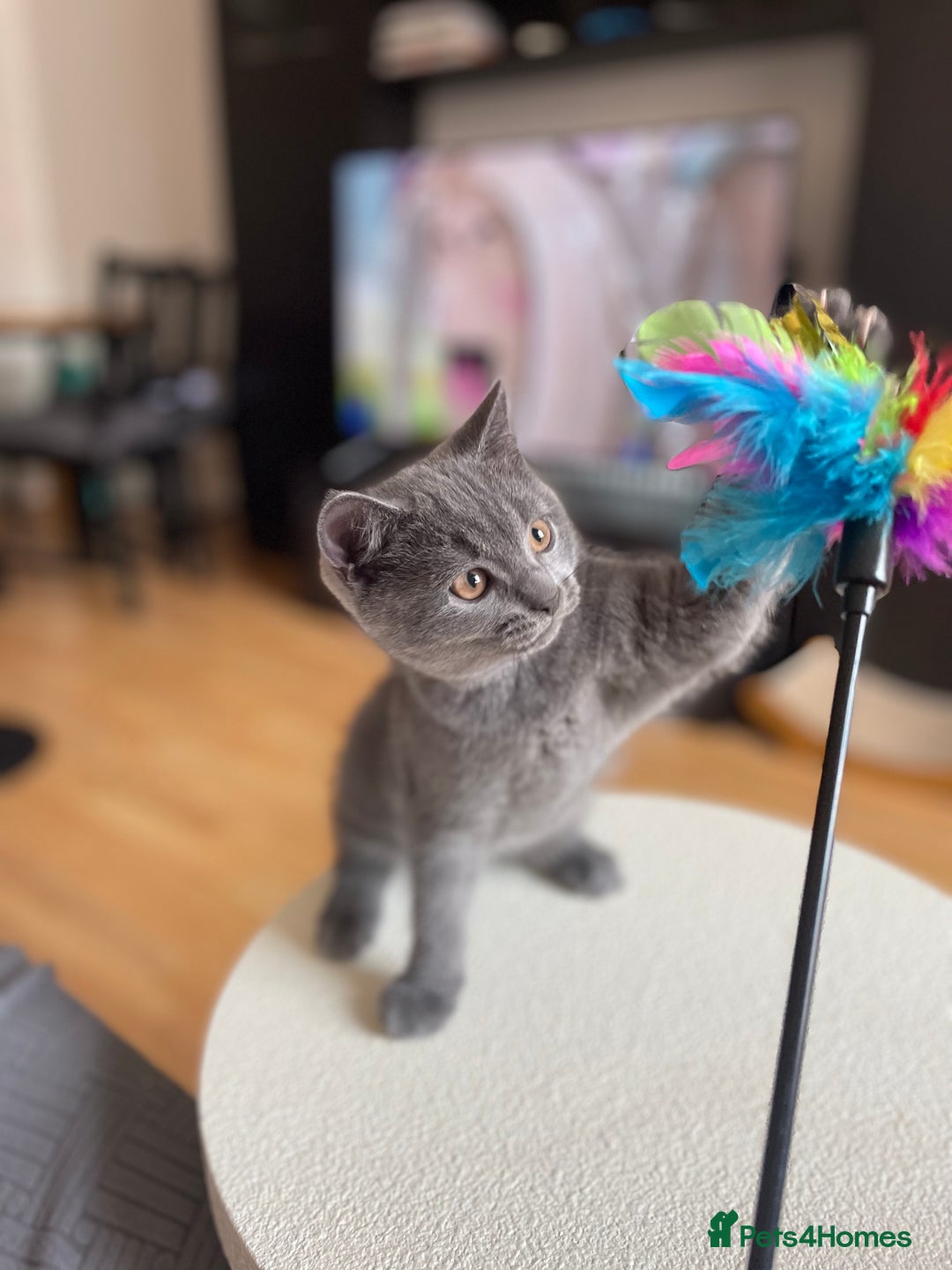 Scottish Fold cats for sale: PURE BREED SCOTTISH FOLD KITTENS 🐾 in Twickenham - Image 1