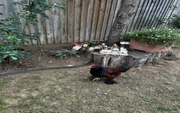 Chickens poultry for sale: Healthy young rooster - Image 1