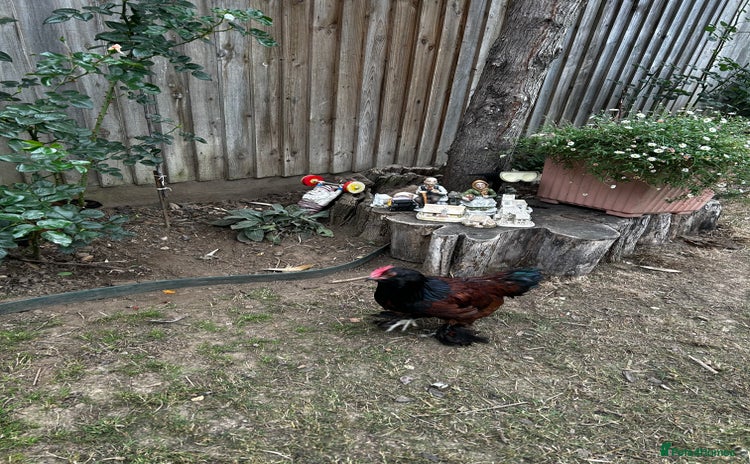 Chickens poultry - Advert 1