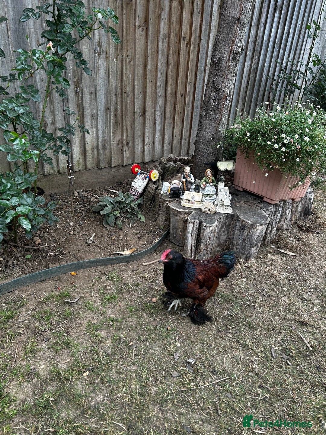 Chickens poultry for sale: Healthy young rooster - Image 1