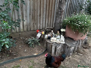 Chickens poultry - Advert 3