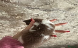 British Shorthair cats for sale: 🍫 🧸Beautiful TICA Registered British Short 🧸🍫 - Image 6