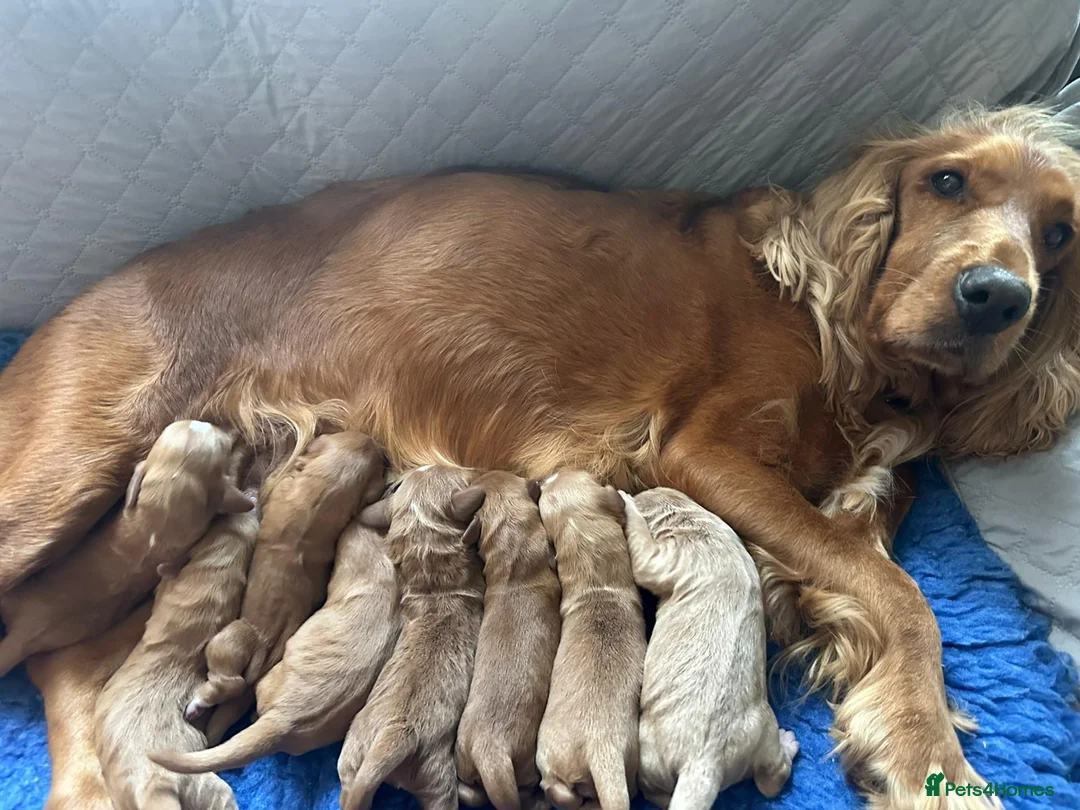 Mixed Breed dogs for sale: Australian Labradoodle-Medium-sized  - Advert 2