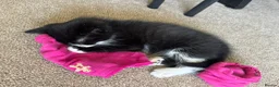 Domestic Shorthair cats for sale:  Short-Haired Tuxedo Kitten Ready Now  - Advert 5