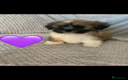 Lhasa Apso dogs for sale: Beautiful Lhasa apso puppies  - Advert 4