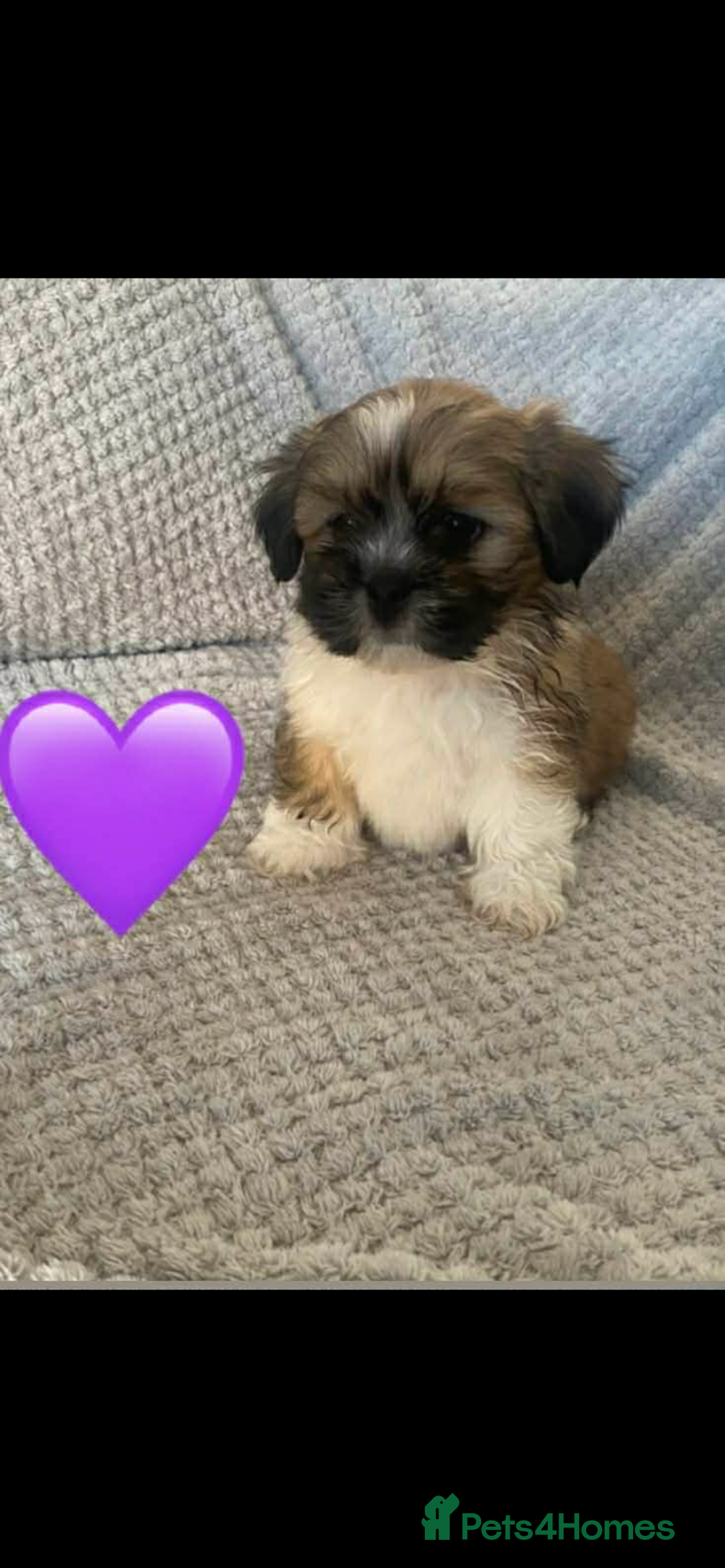 Lhasa Apso dogs for sale: Beautiful Lhasa apso puppies  - Advert 4
