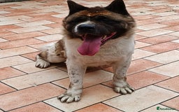Akita dogs for sale: Big American Akita - Image 5