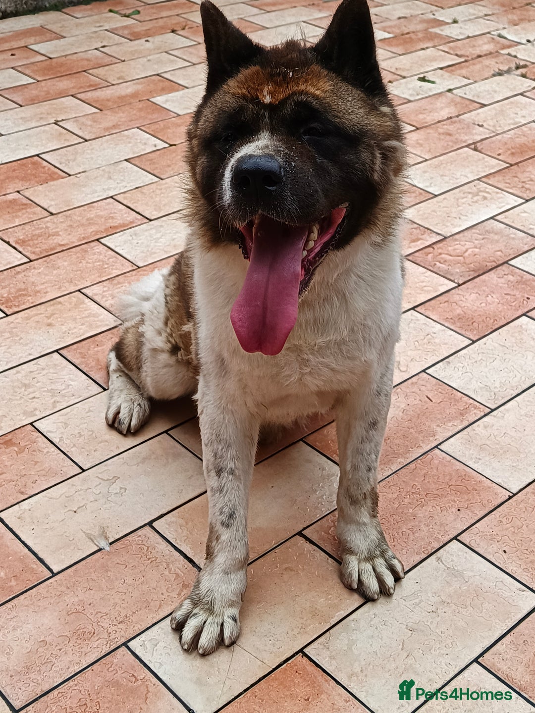Akita dogs for sale: Big American Akita - Image 5