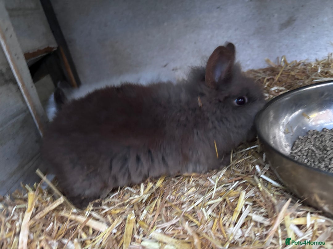 Mini Lion Lop rabbits for sale: 3 LEFT!! 3 Beautiful Mini Lionhead Rabbits - Advert 5